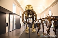 VBS_1044 - Riapre il Museo di Scienze Naturali dopo dieci anni di chiusura
